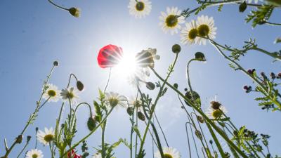 Wildflowers photographed from a low angle looking up to the sun